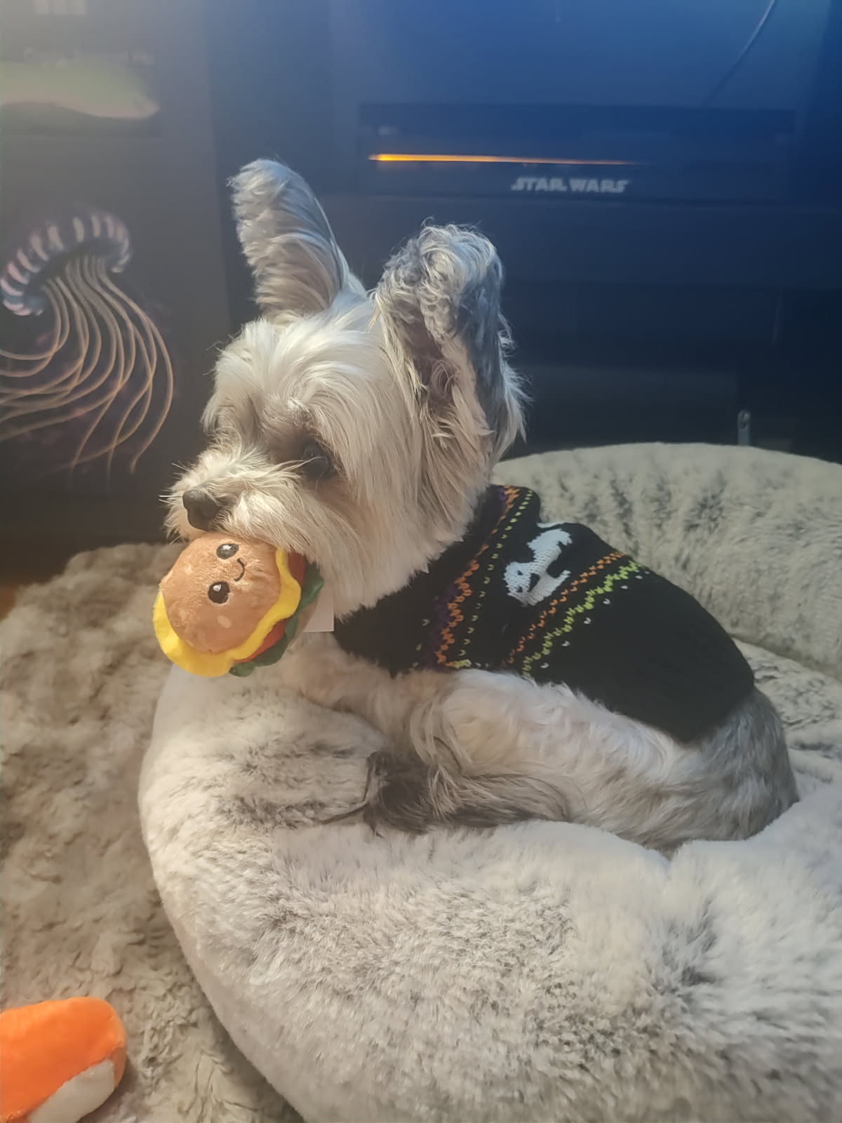image000000 (1) A grey and white Maltese Yorkie holding a smiling cheeseburger cat toy. She is wearing a black sweater with orange and green stripes with a ghost on the back. She is sitting on a fuzzy dog bed.
