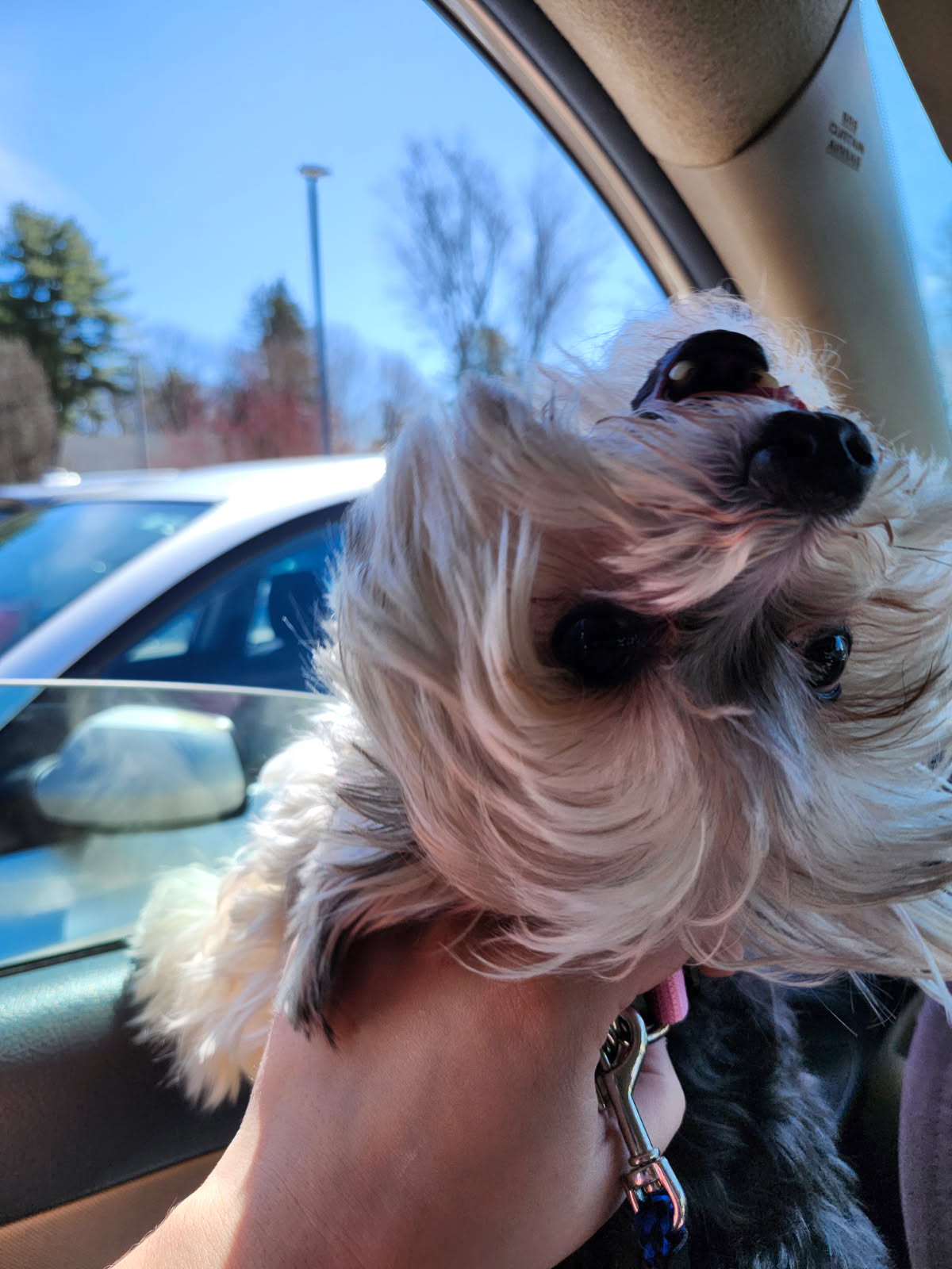 image000000 (2) A goofy Maltese Yorkie enjoying a car ride. Her head is leaned upside down to make sure dad was also enjoying the breeze from the open window