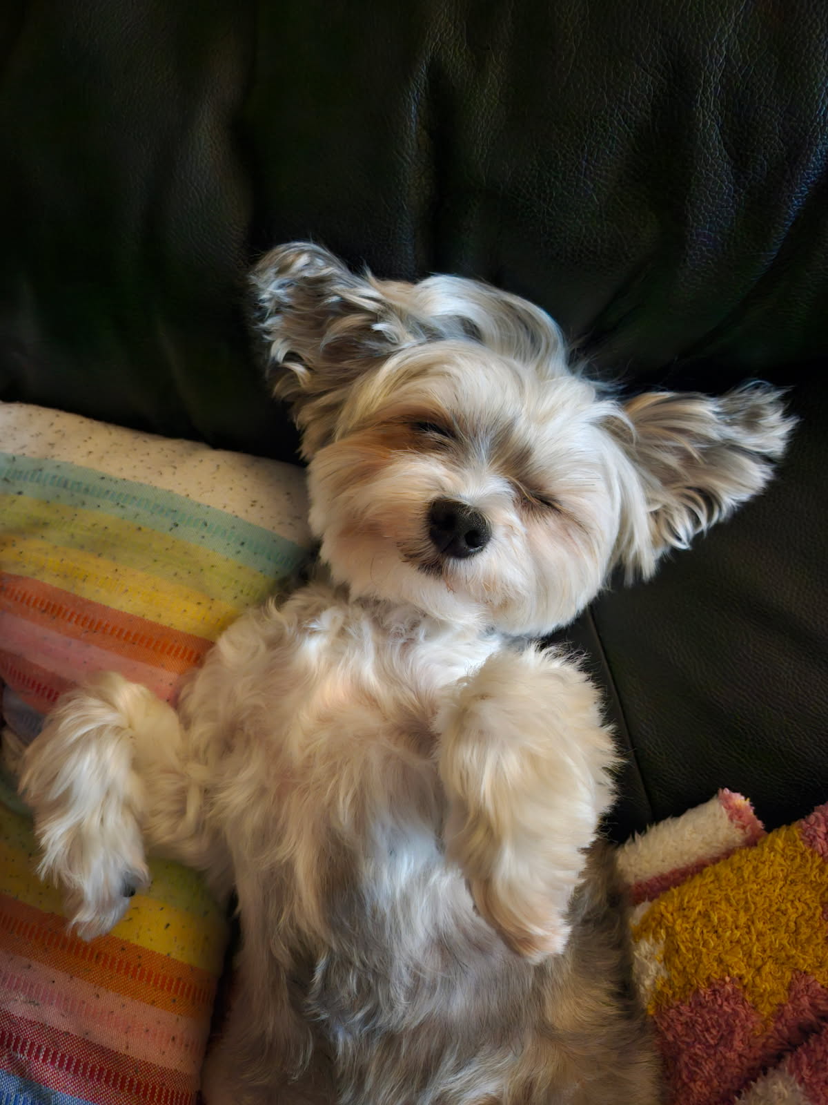 image000000 (3) A sleepy Maltese Yorkie dog taking a nap on a black couch and a rainbow pillow
