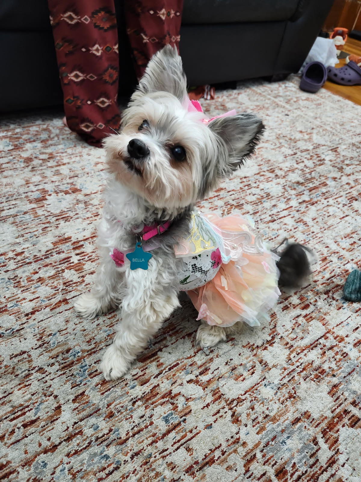 image000000 (4) A white and grey Maltese Yorkie in a pink and yellow tutu. She's wearing a pink collar with a blue star that says BELLA